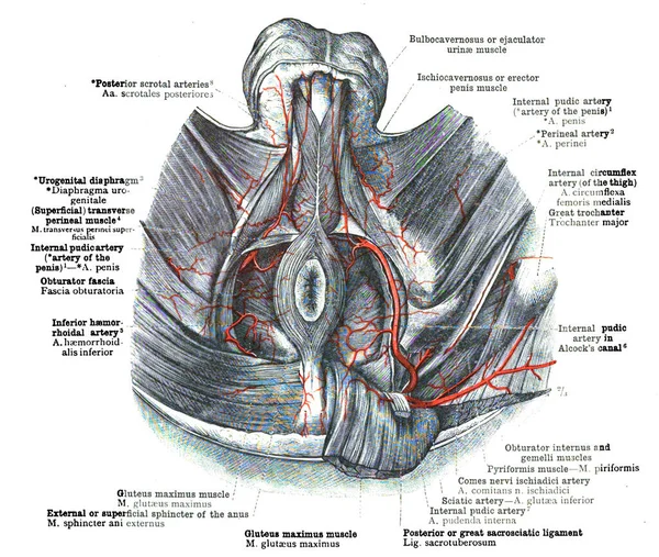 Una Página Antiguo Libro Anatomía Del Siglo Xix — Foto de Stock