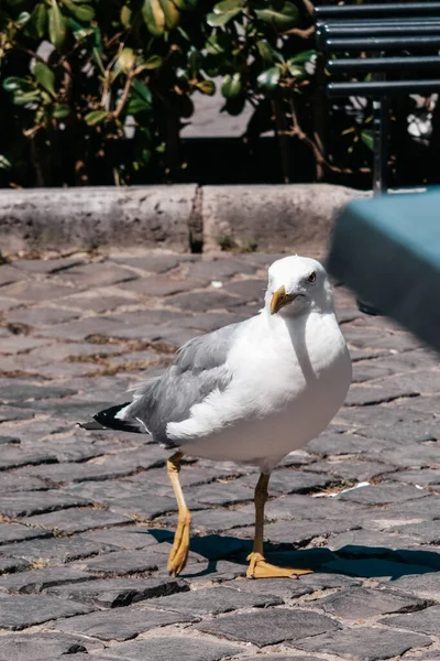 Красивый Снимок Белой Птицы Желтыми Ногами Пиком Идущей Каменистой Земле — стоковое фото