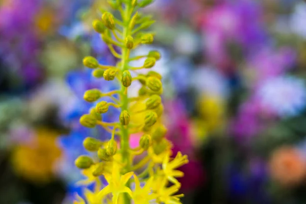Widok Bliska Pięknego Kwiatu Ogrodzie — Zdjęcie stockowe