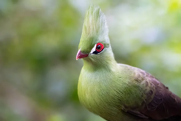 Zbliżenie Tauraco Piękny Ptak Jasnozielonym Upierzeniem Płytkie Skupienie — Zdjęcie stockowe