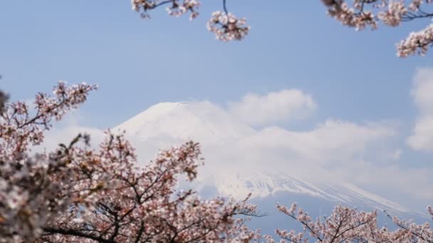 Cherry Blossom Spring — Stock Video