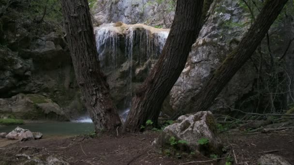 Albero Verde Nella Foresta — Video Stock