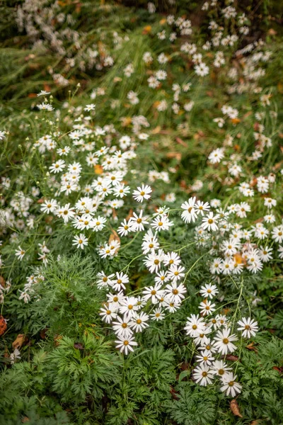 Beau Cliché Fleurs Camomille Dans Champ — Photo