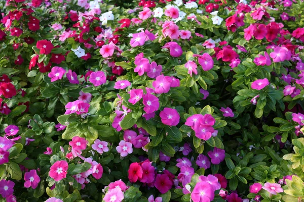 Shrub Colorful Periwinkles Garden — Stock Photo, Image