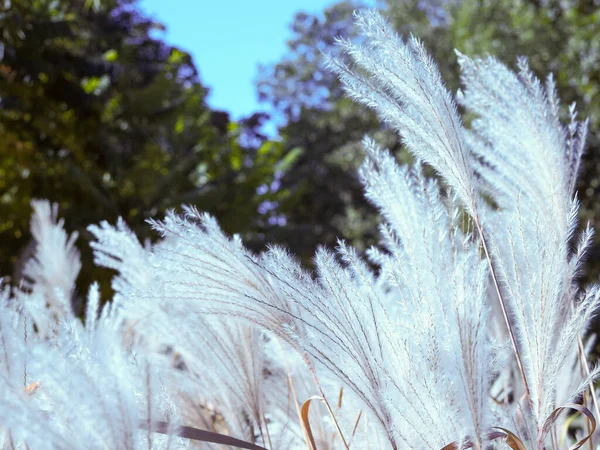 在花园里有白色枝条的植物的特写镜头 — 图库照片