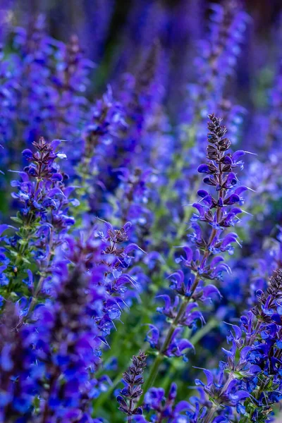 Vertical Closeup Shot Blooming Woodland Sage Flowers — Fotografia de Stock