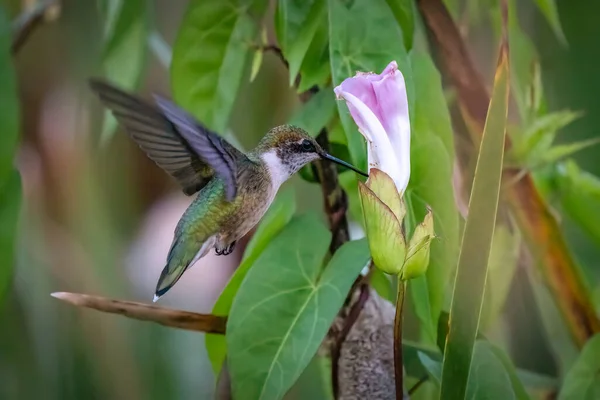 Een Kolibrie Een Mooie Bloem — Stockfoto