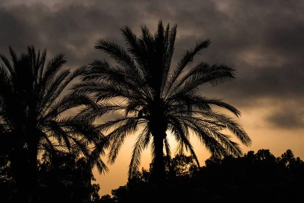 Uma Bela Vista Pôr Sol Com Silhuetas Palmeira — Fotografia de Stock