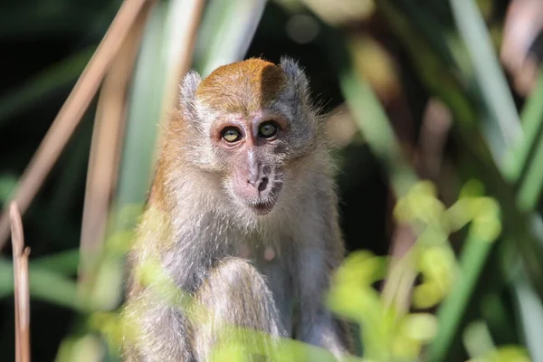 Closeup Shot Monkey Nature — Stock Photo, Image