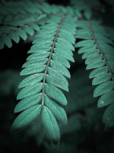 Plano Vertical Hojas Verdes Prosopischilensis — Foto de Stock