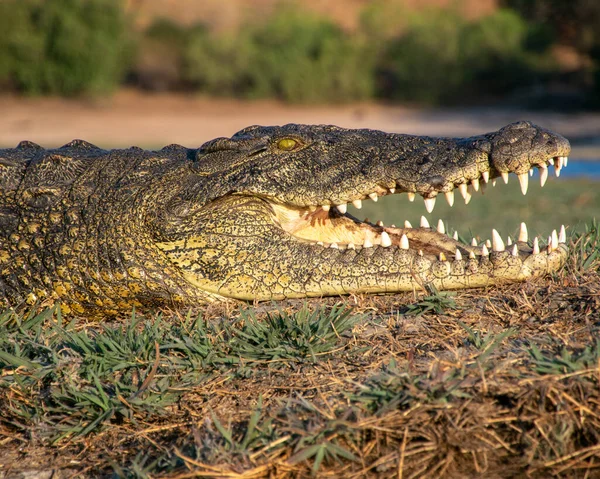 Egy Közeli Kép Parton Nyugvó Krokodilról Afrika Vadvilága — Stock Fotó