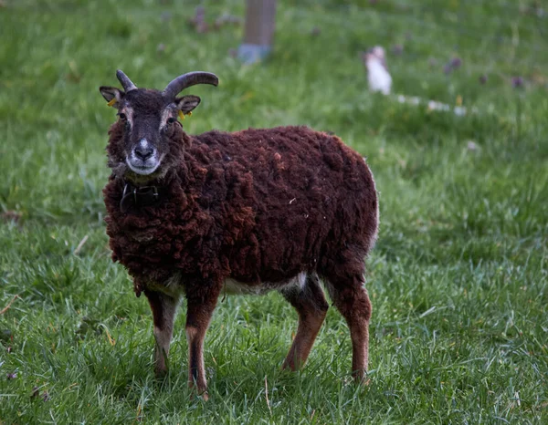 Gros Plan Mouton Cornes Brunes Sur Champ — Photo