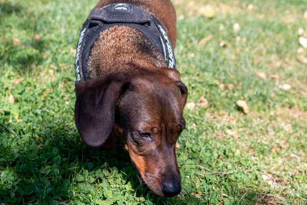 Крупним Планом Знімок Красивого Милий Милого Вірного Собаки Дахшунд Парку — стокове фото
