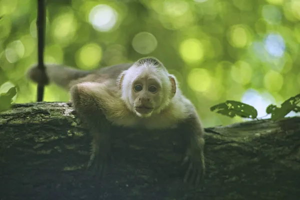 Zbliżenie Małpy Drzewie — Zdjęcie stockowe