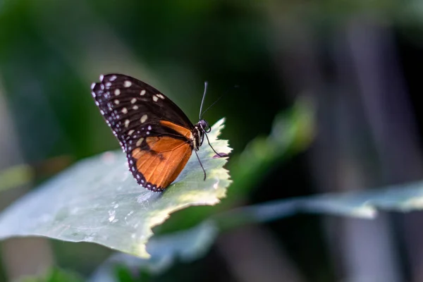 Mělké Ohnisko Hnědého Motýla Zelených Listech Pouštní Botanické Zahradě — Stock fotografie