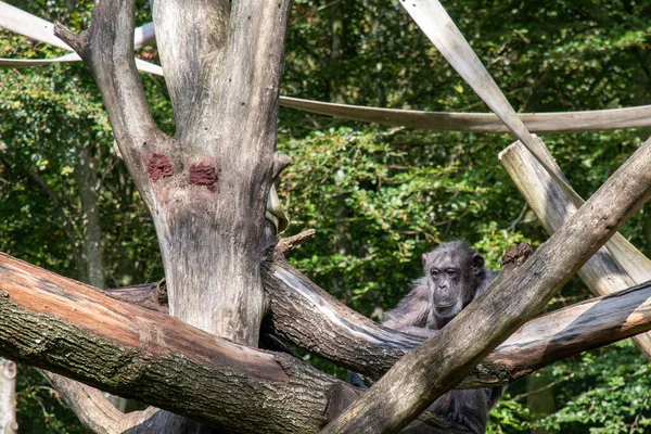 Ein Schwarzer Schimpanse Der Nähe Von Baumstämmen — Stockfoto