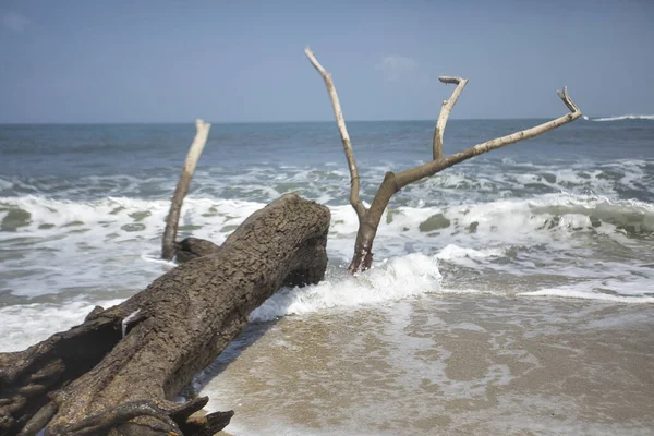 Een Prachtig Landschappelijk Uitzicht Een Strand Een Bosrijke Stam — Stockfoto