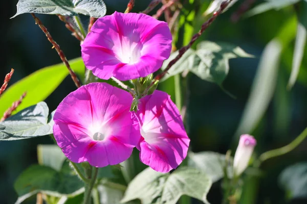 Gros Plan Fleurs Gloire Matin Poussant Dans Jardin Sous Lumière — Photo