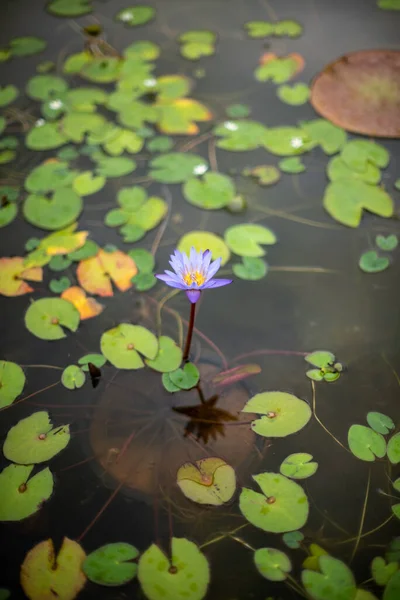 Plan Vertical Lotus Violet Sur Une Surface Eau — Photo