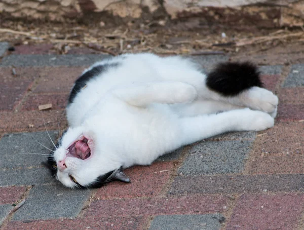 Μια Ασπρόμαυρη Γάτα Ξαπλωμένη Στο Έδαφος Και Χασμουριέται — Φωτογραφία Αρχείου