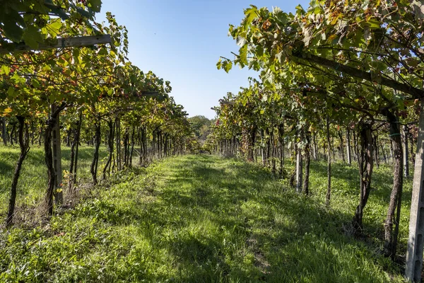 Viñedo Verde Día Soleado Primavera — Foto de Stock