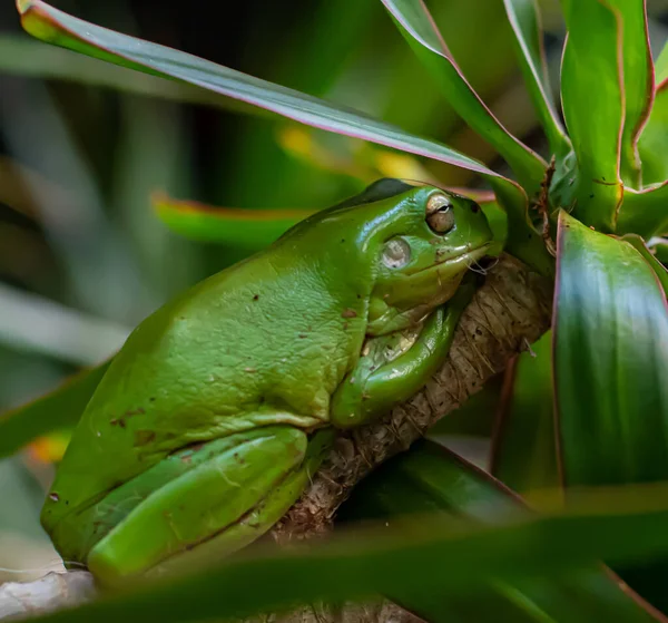 一只绿色青蛙在植物上的特写 — 图库照片