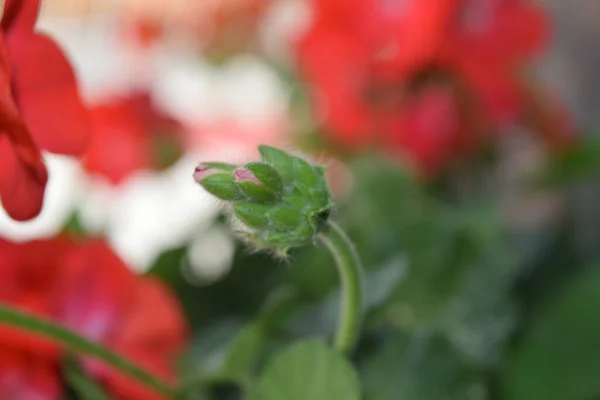 赤い花に咲く準備ができている花芽 — ストック写真