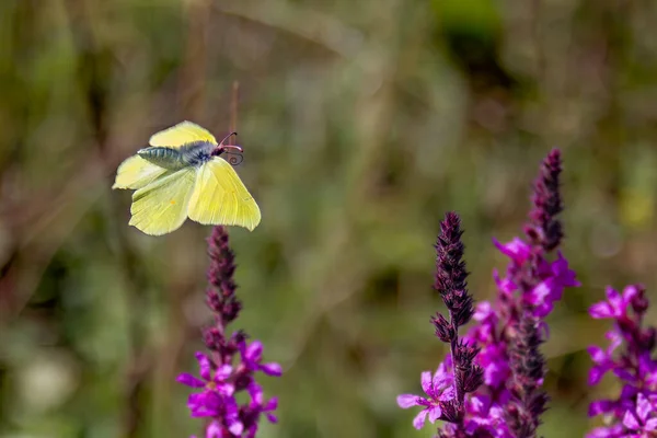 紫色の小花を咲かせる一般的な硫黄石 Gonepteryx Rhamni — ストック写真