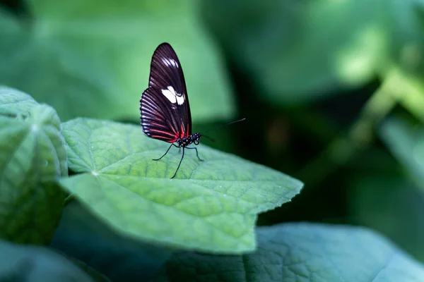 Макрофотографія Прекрасного Метелика Стоїть Зеленому Листі Ботанічного Саду Арізоні — стокове фото