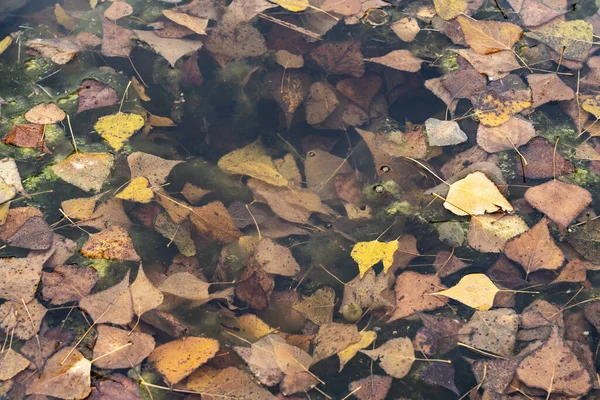 Folhas Outono Coloridas Uma Lagoa — Fotografia de Stock