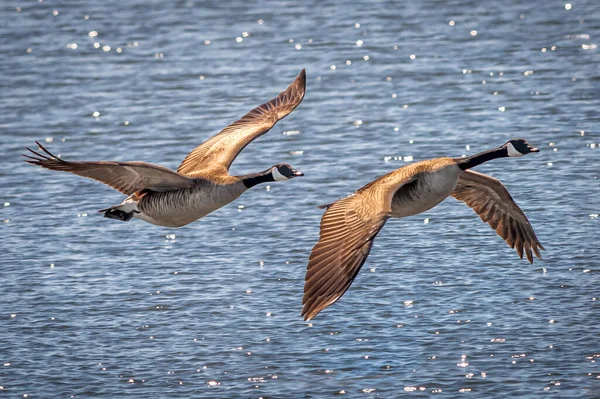 Closeup Canada Geese Flying Sea — 图库照片