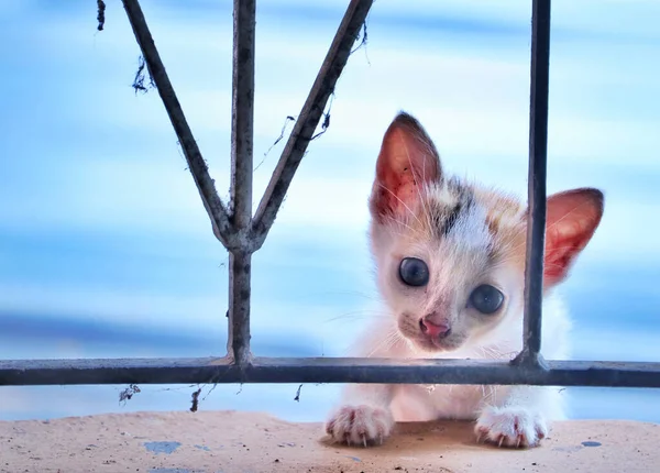 Primer Plano Adorable Gatito Mirando Cámara — Foto de Stock