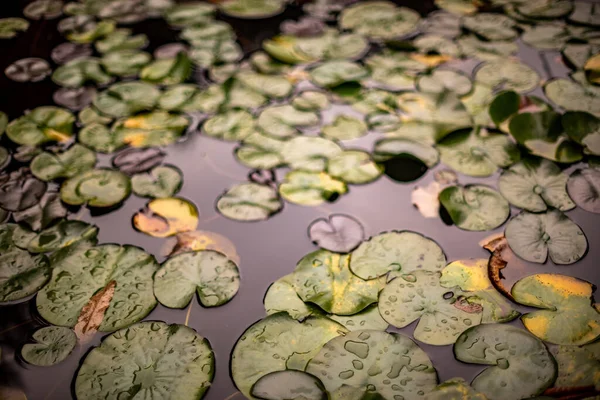 水の蓮の葉の美しいショット — ストック写真