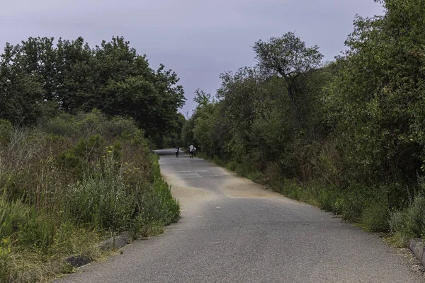 Väg Tät Grön Skog Dyster Dag — Stockfoto