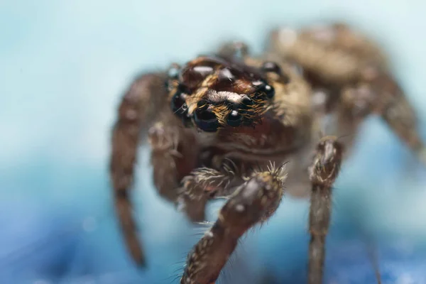 Detailní Záběr Pavouka Izolovaného Rozmazaném Pozadí — Stock fotografie