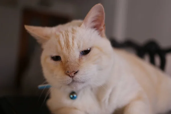 Симпатичная Полосатая Кошка Лежит Комнате — стоковое фото