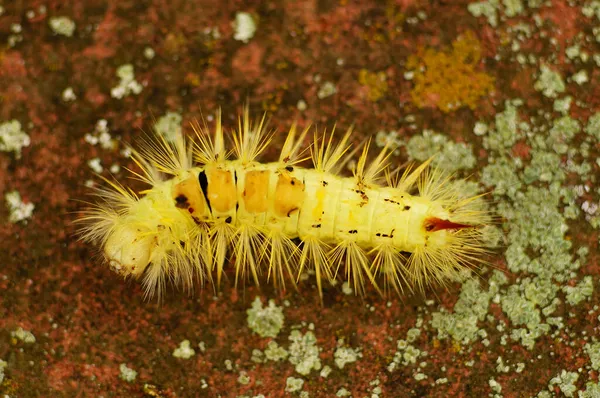 Oruga Del Palido Tussock Peludo Amarillo Primer Plano —  Fotos de Stock