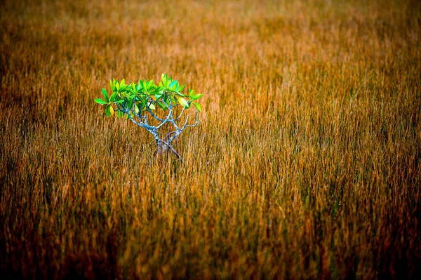 Uma Árvore Verde Campo Com Grama Seca — Fotografia de Stock