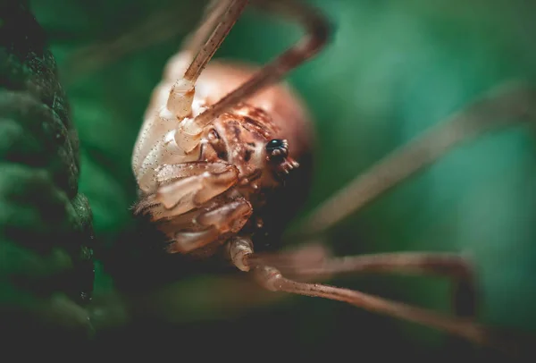 Gros Plan Insecte Dans Une Forêt Pendant Journée — Photo