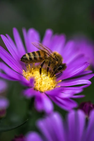 Primer Plano Vertical Abejas Polinizándose Sobre Una Hermosa Flor Astro — Foto de Stock