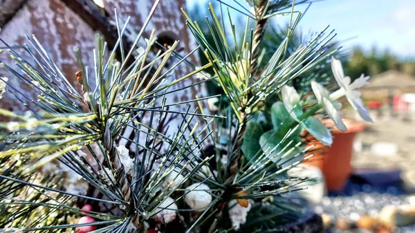 Een Close Shot Van Dennenbomen Takken Een Wazige Achtergrond — Stockfoto