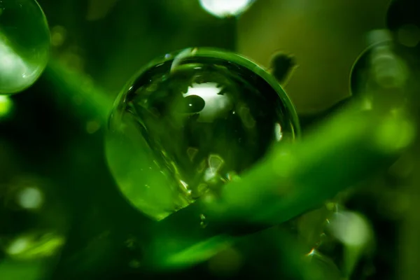 Belo Tiro Uma Gota Água Uma Floresta Pode Ser Usado — Fotografia de Stock