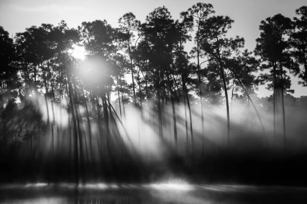 Los Rayos Del Sol Penetran Denso Bosque Cerca Del Lago —  Fotos de Stock