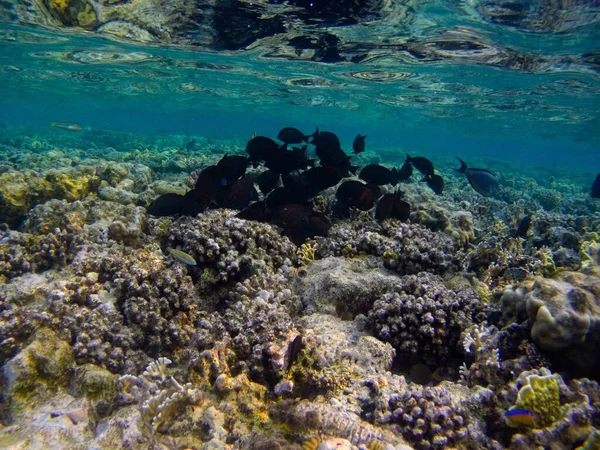 Zdjęcie Pięknej Rafy Koralowej Egipcie — Zdjęcie stockowe