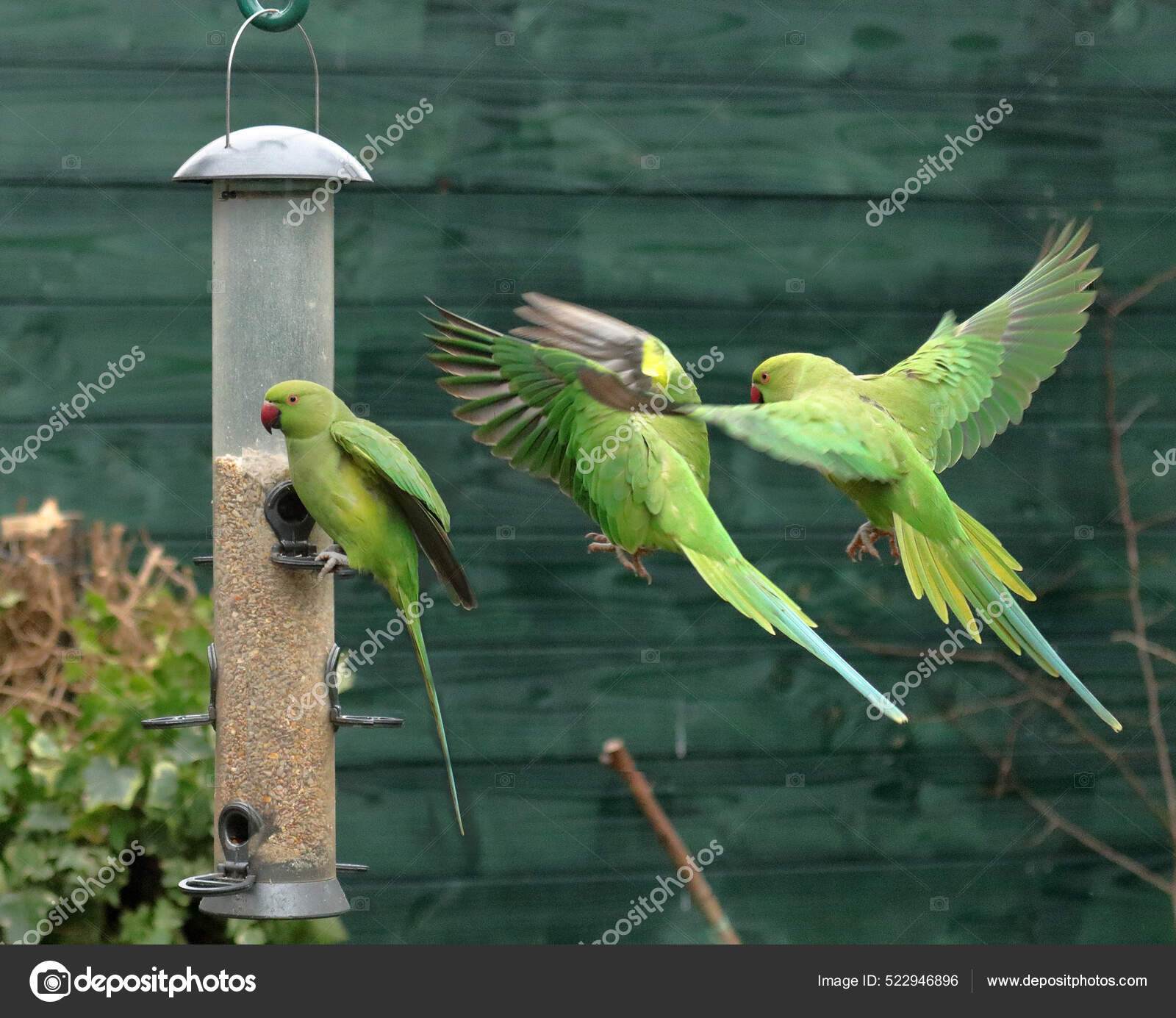 Three Rose Ringed Parakeets Psittacula Krameri Sitting Flying Silo