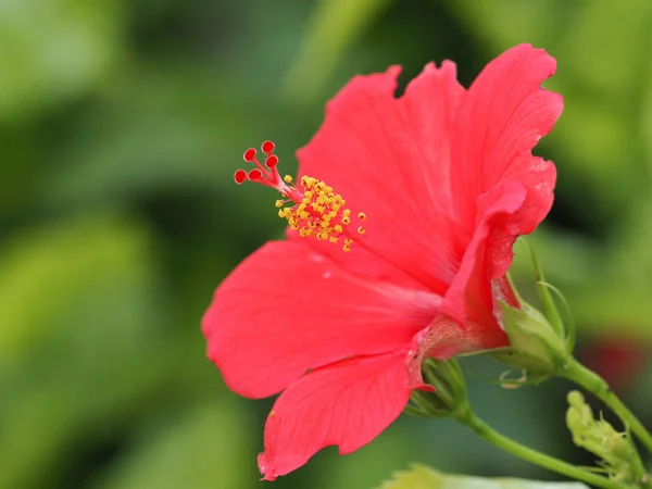 Gros Plan Une Fleur Rouge Dans Jardin — Photo