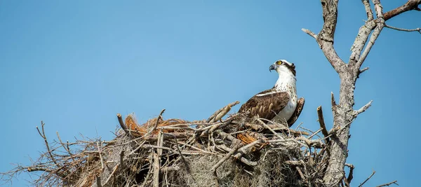 Ein Fischadler Pandion Haliaetus Auf Dem Nest — Stockfoto