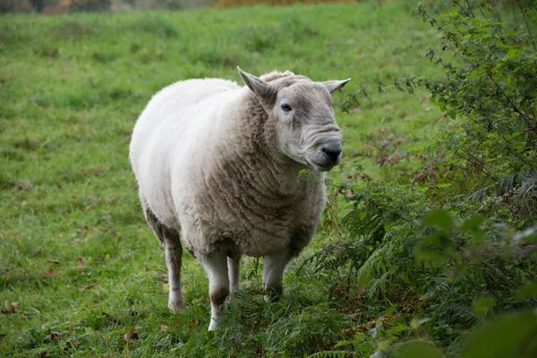 Een Wit Schaap Grazend Weide — Stockfoto