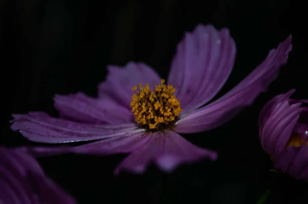 Eine Nahaufnahme Von Rosa Cosmea Blume — Stockfoto