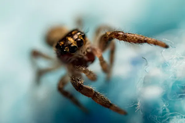 Egy Közeli Kép Egy Pókról Elszigetelve Homályos Háttérrel — Stock Fotó